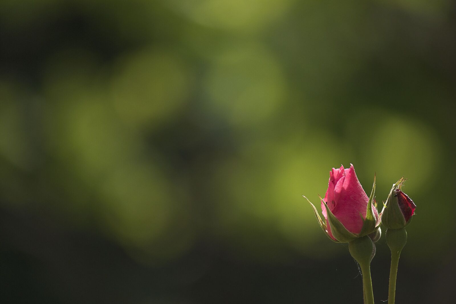 Canon EOS 7D Mark II + Canon EF-S 55-250mm F4-5.6 IS II sample photo. Flower, nature, leaf photography