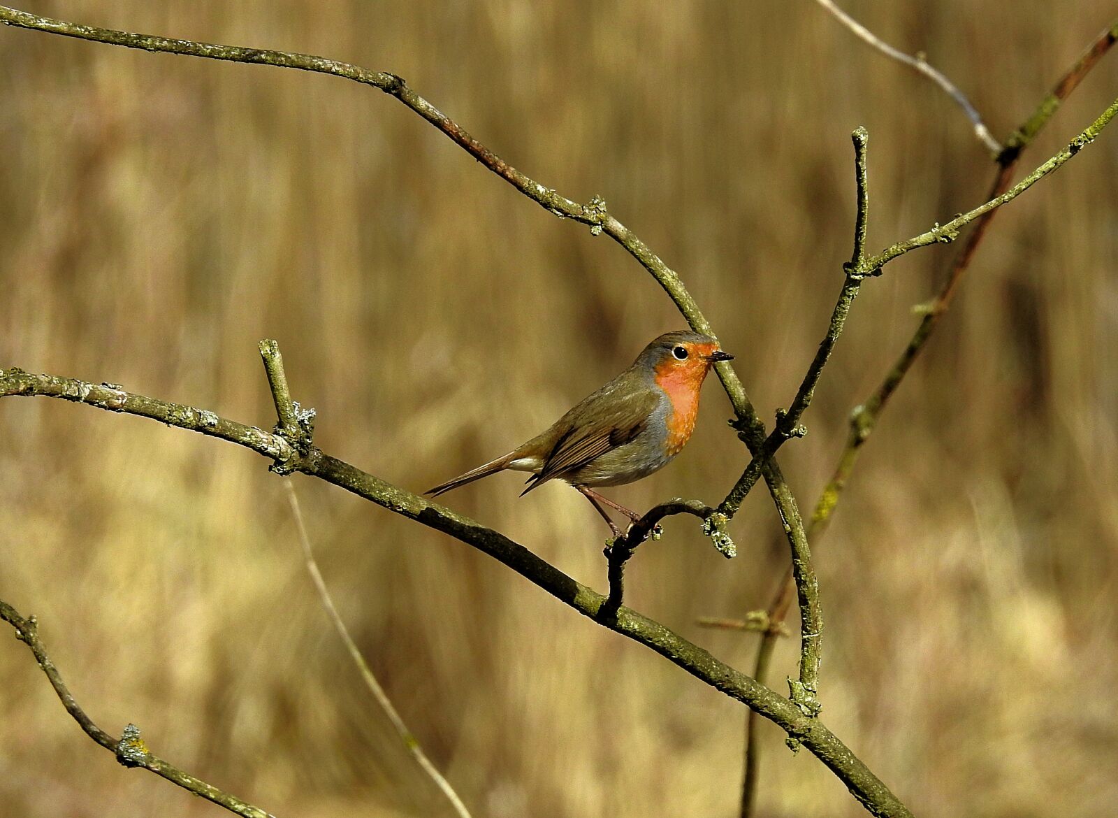 Nikon Coolpix P900 sample photo. Birds, nature, spring photography