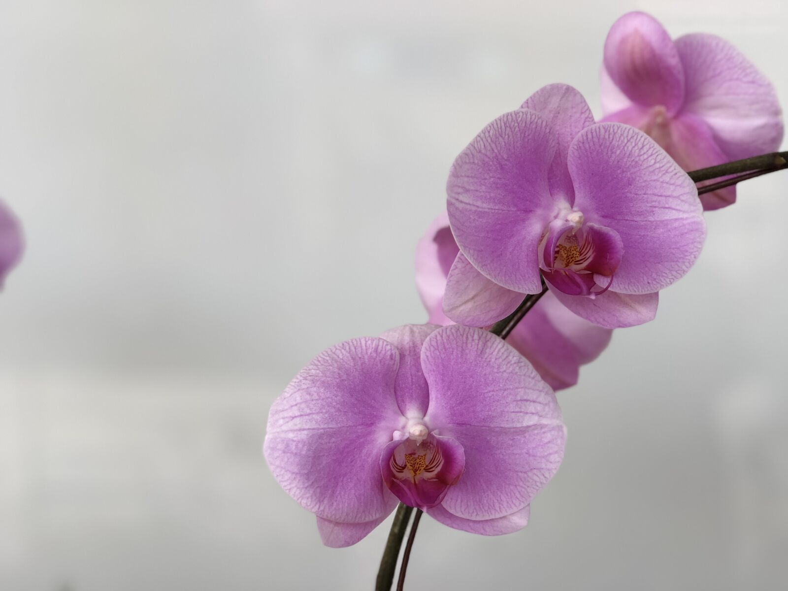 iPhone 8 Plus back dual camera 6.6mm f/2.8 sample photo. Flower, nature, plant photography