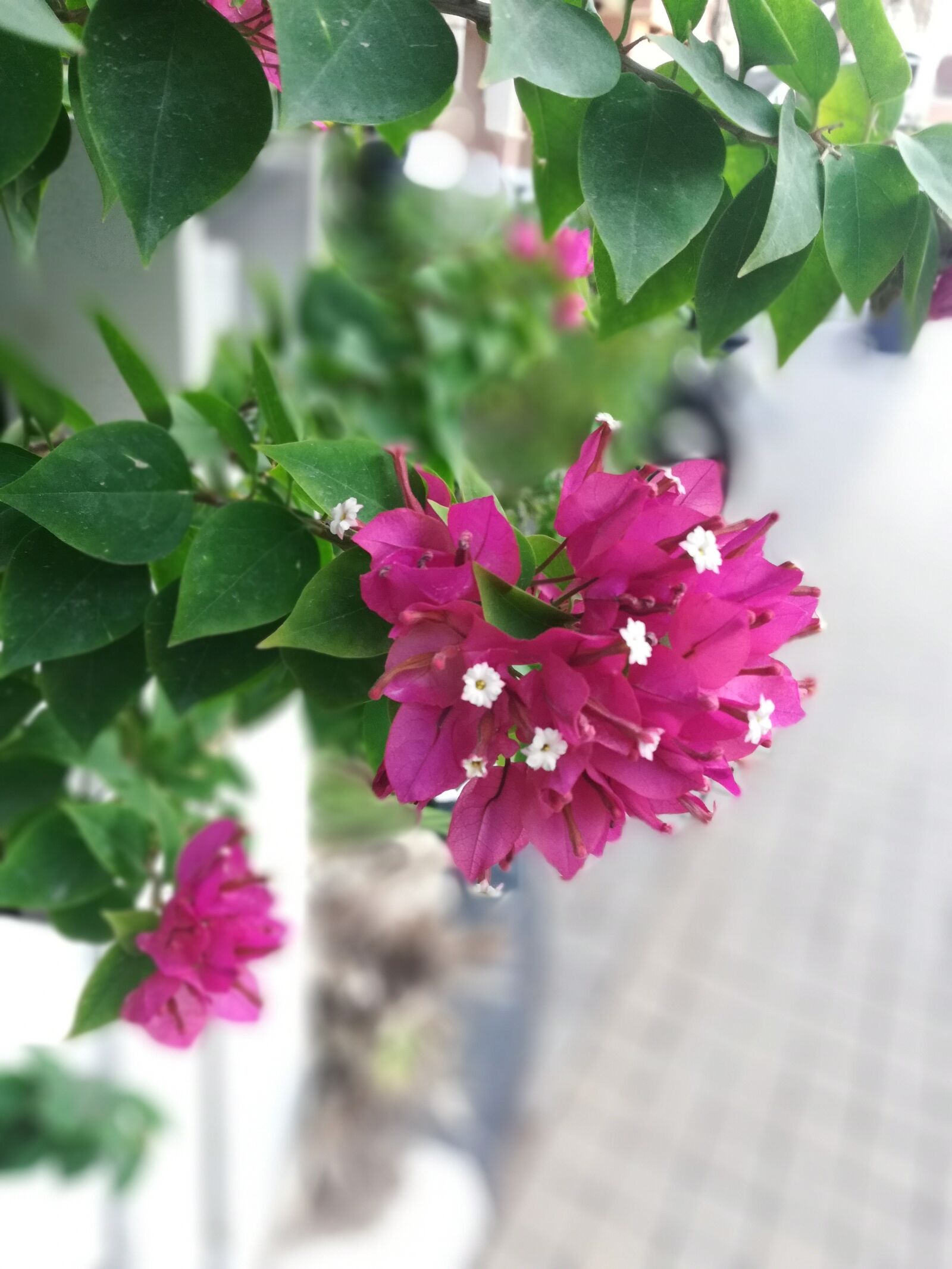 HUAWEI Honor 7X sample photo. Flower, rose, beautiful photography