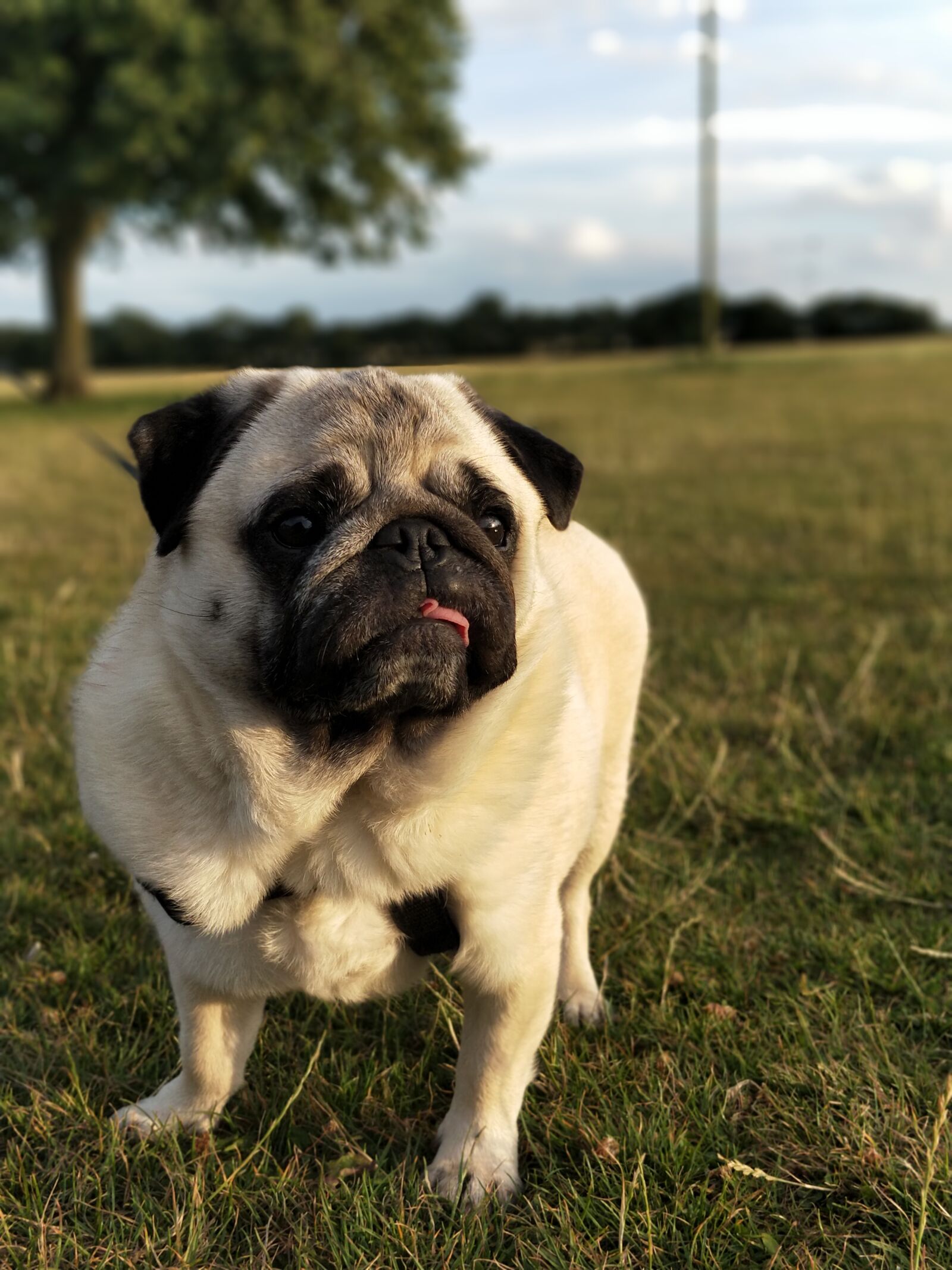OnePlus 5 sample photo. Frank, pug, pugs photography