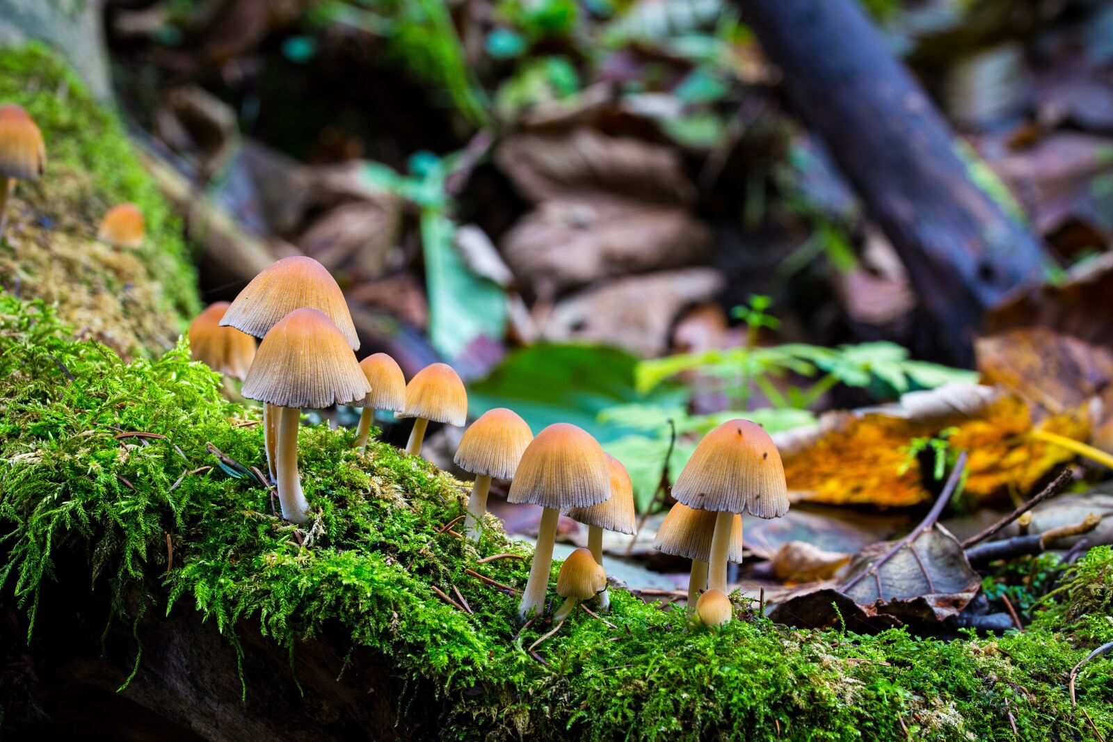 Canon EOS 6D sample photo. Mushroom, autumn, moss photography
