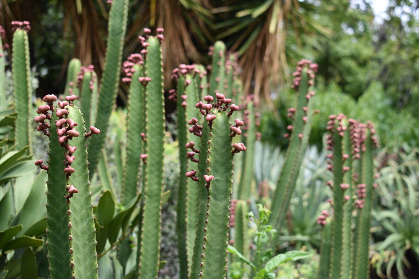 Nikon D3400 sample photo. Cactus, botanical garden, green photography