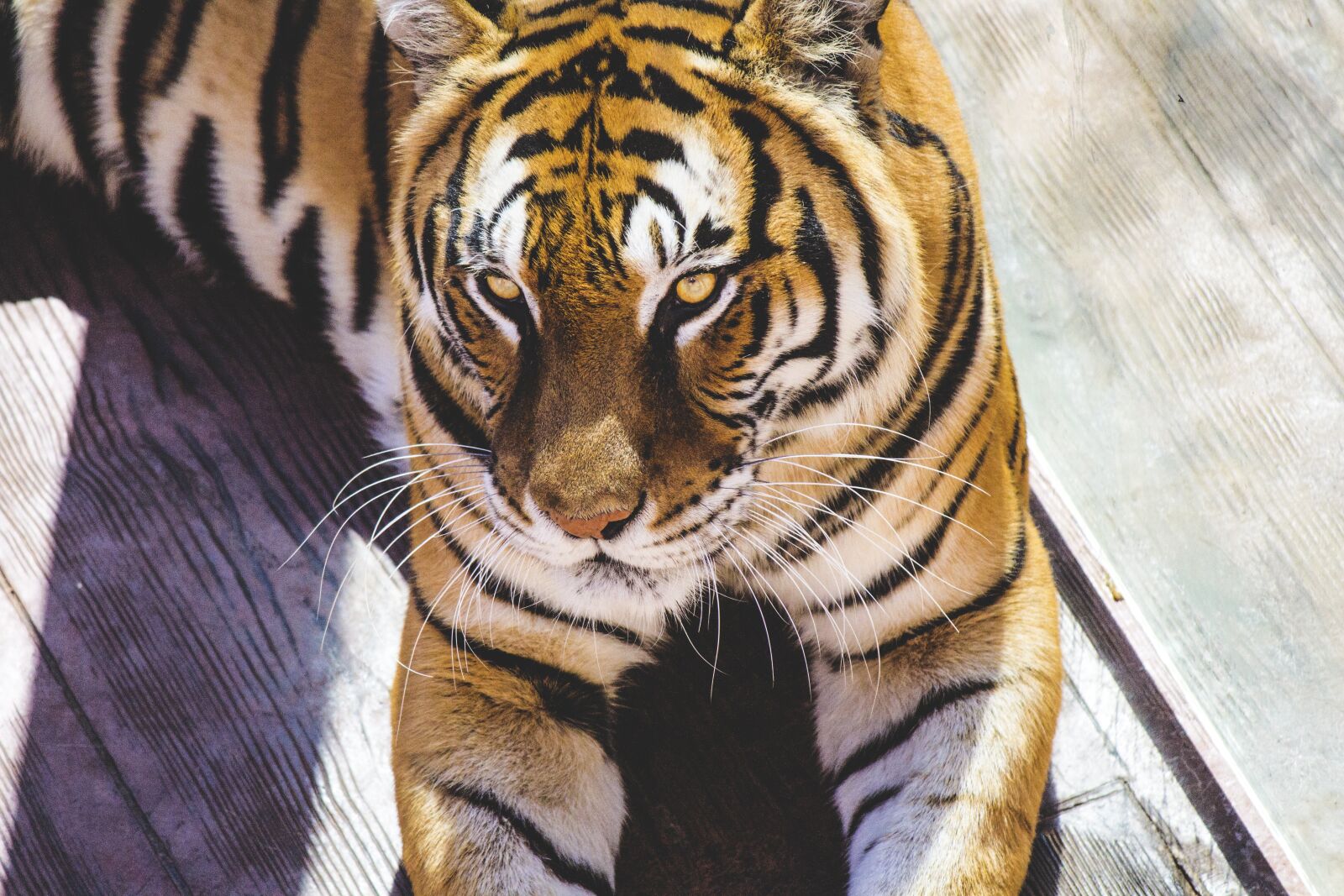 Canon EOS 7D + Canon EF-S 55-250mm F4-5.6 IS sample photo. Animal, nature, tiger photography