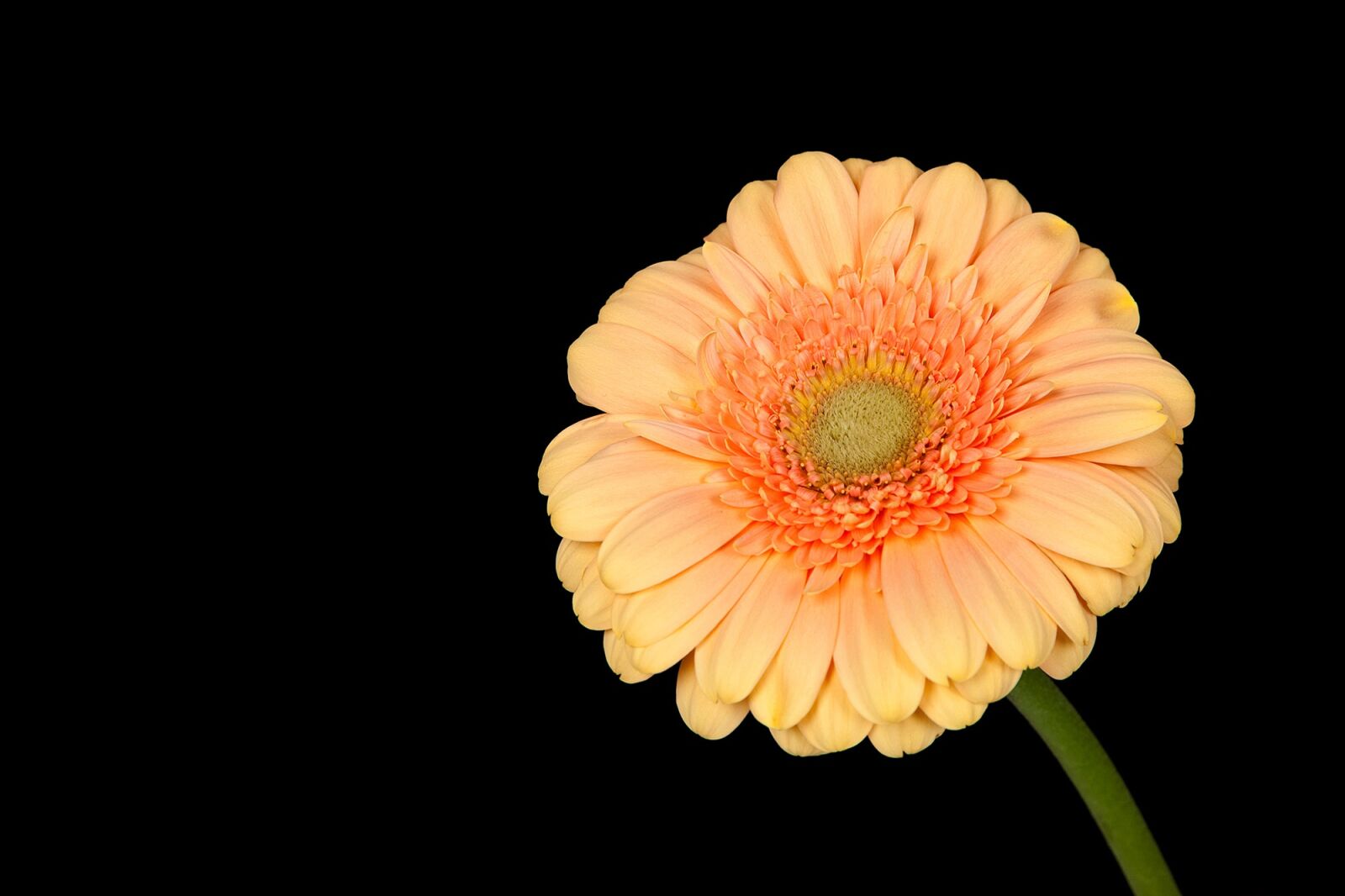 Canon EOS 5D Mark II sample photo. Gerbera, flower, plant photography