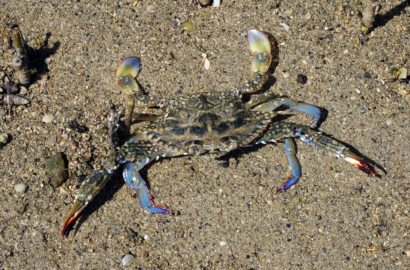 Sony Cyber-shot DSC-HX90V sample photo. Blue crab, crab, neptunus photography