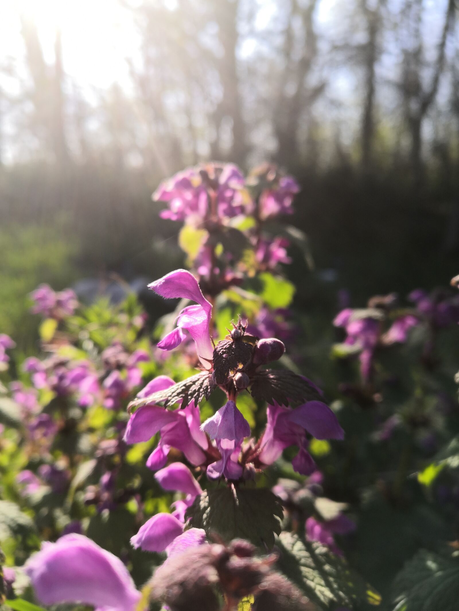 HUAWEI Honor 10 sample photo. Stinging nettle, blooming flowers photography