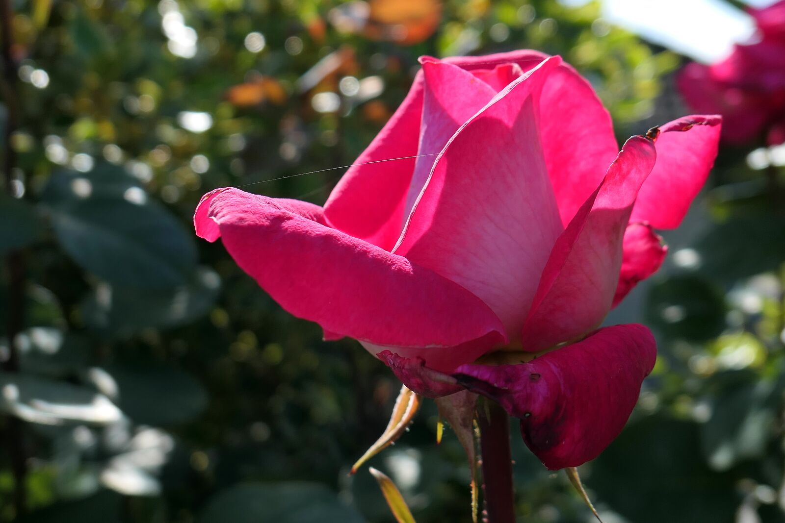 Panasonic Lumix DMC-LX10 (Lumix DMC-LX15) sample photo. Rose, free land-rose, red photography