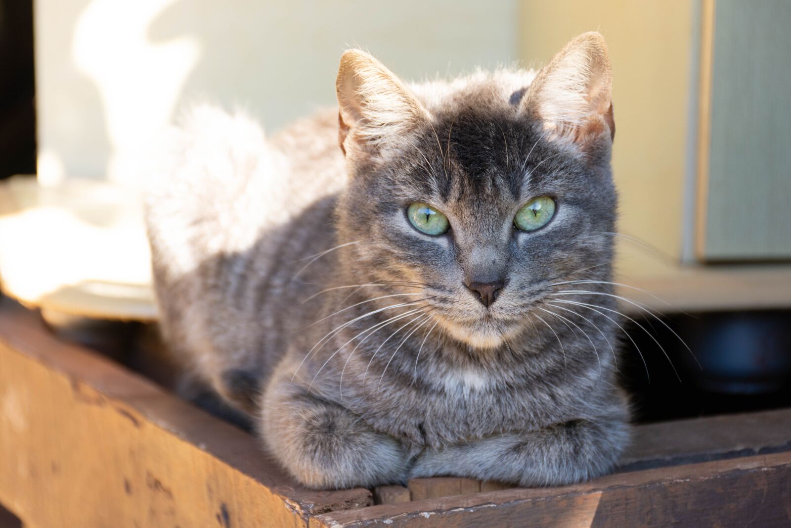 Nikon D7200 sample photo. Cat, sunny, cute photography