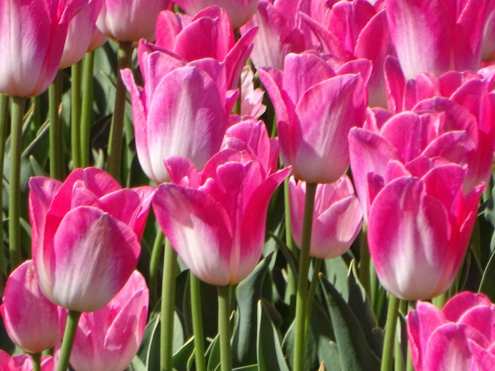 Sony Cyber-shot DSC-HX400V sample photo. Flower, flowers, bulbs photography