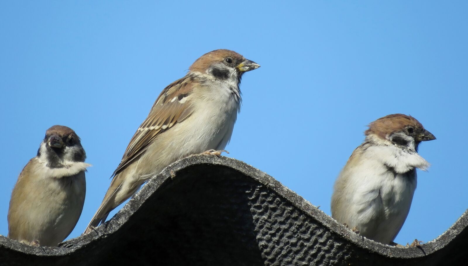 Canon PowerShot SX60 HS sample photo. Sparrows, birds, flock photography