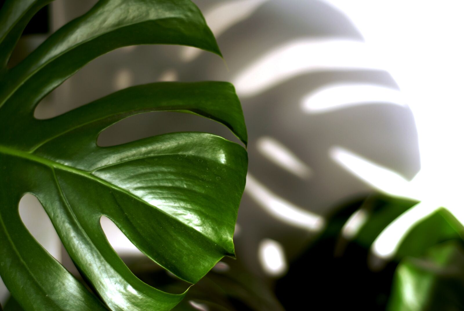 Nikon D200 sample photo. Sheet, plant, philodendron photography