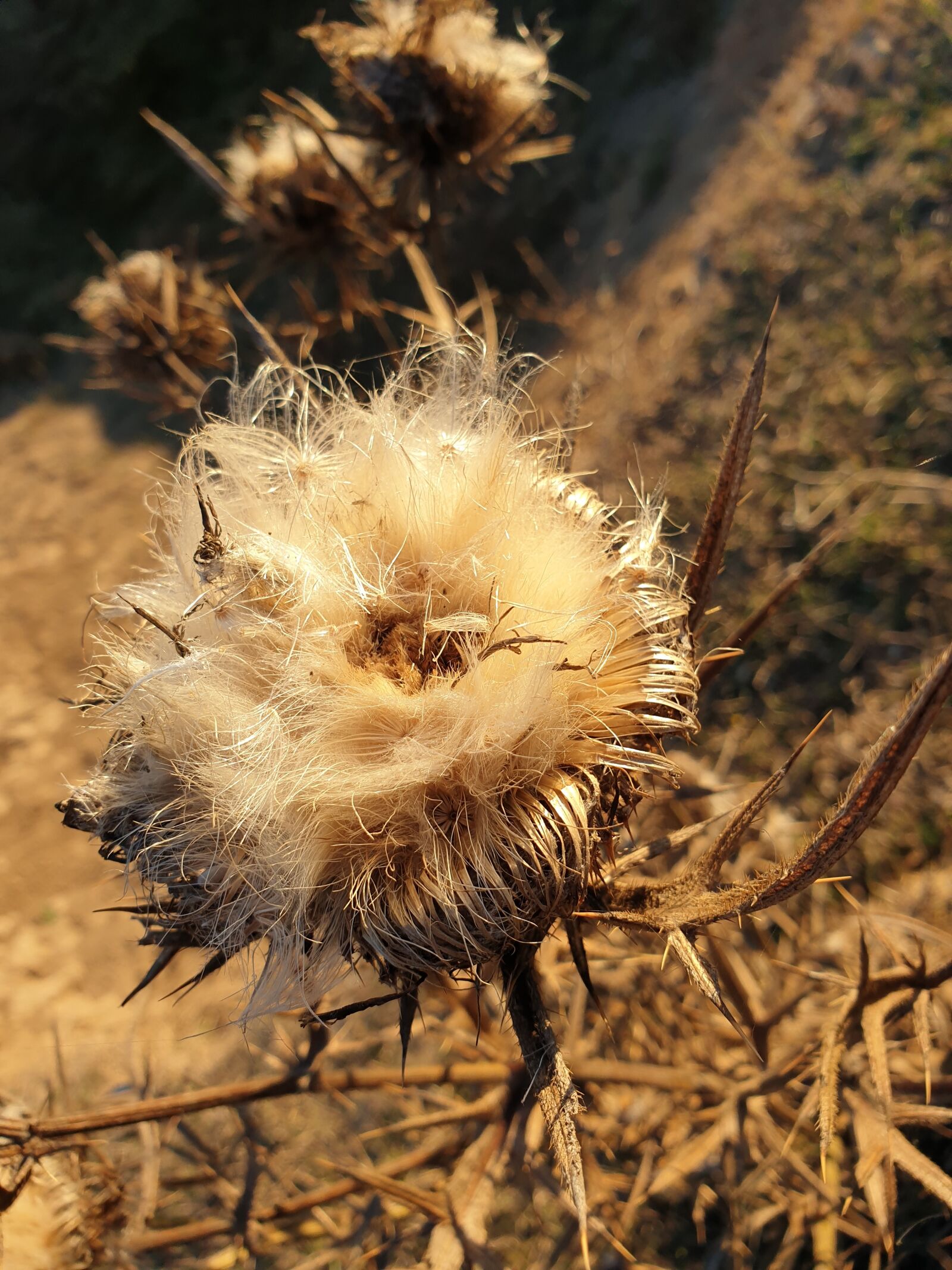 Samsung Galaxy Note9 sample photo. Briar, spin, the seeds photography