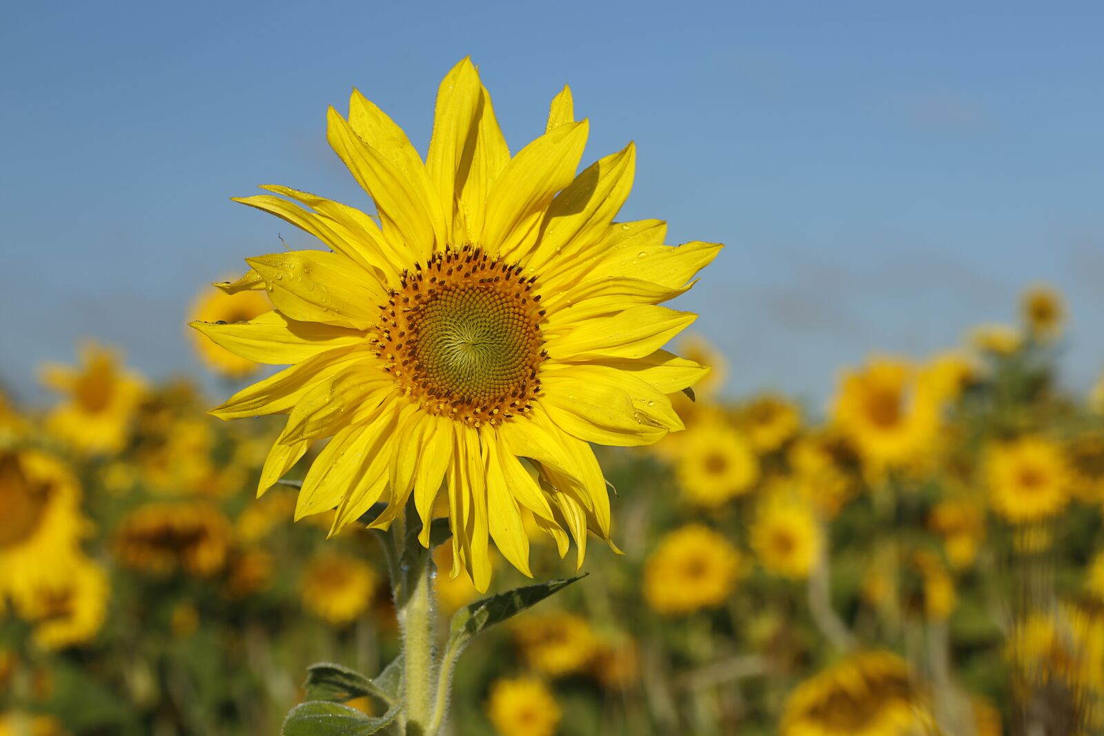 Canon EOS 6D + Canon EF 24-105mm F4L IS USM sample photo. Sunflower, flower, nature photography