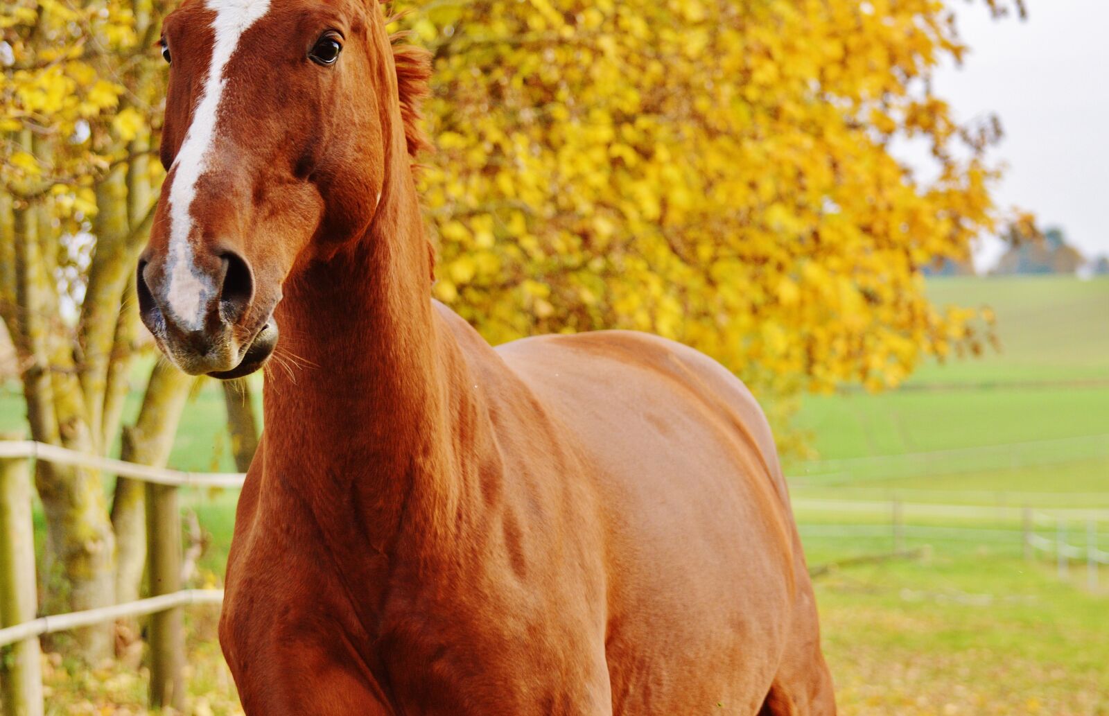 Nikon D3200 sample photo. Horse, animal, ride photography