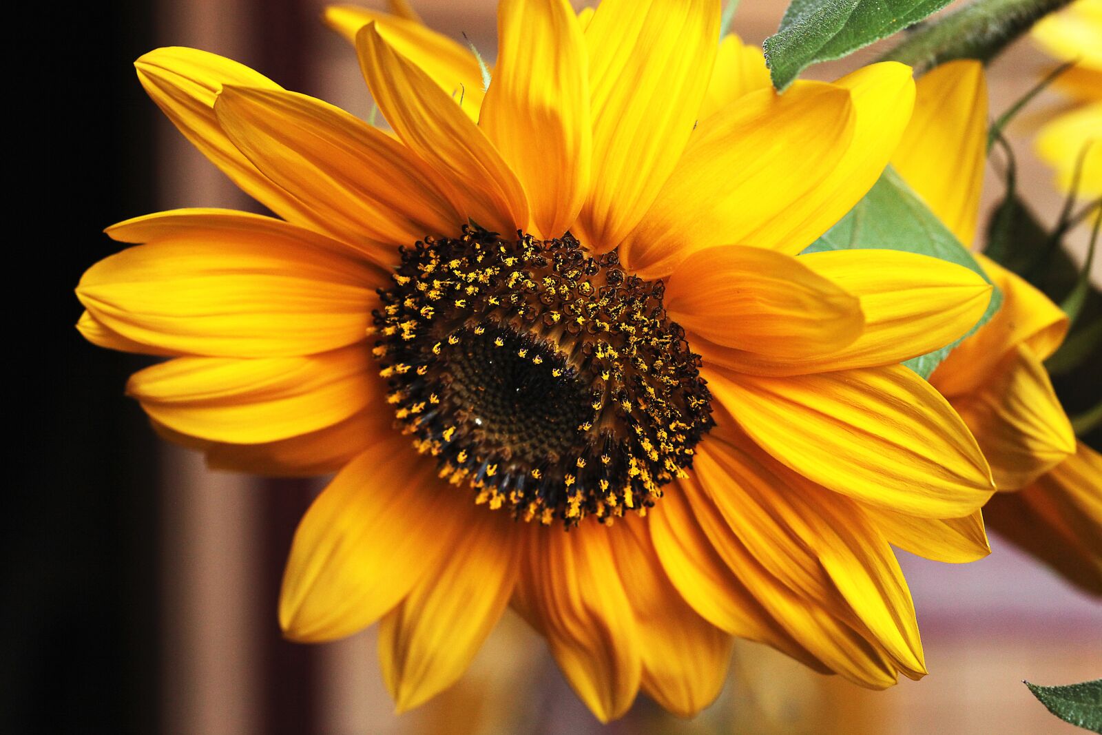 Canon EOS 5D Mark II sample photo. Sunflower, flower, yellow flowers photography