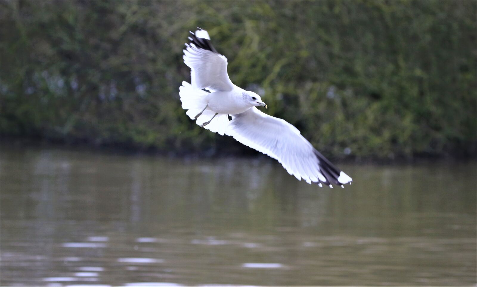 Canon EOS 7D Mark II sample photo. Gull, wing, bird photography