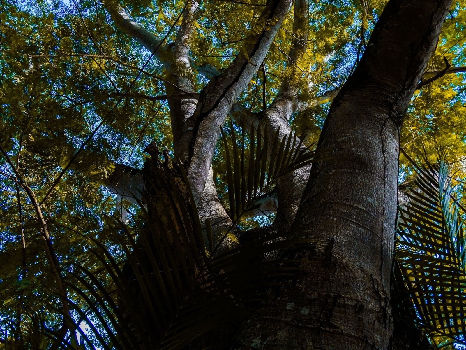 Sony Cyber-shot DSC-HX400V sample photo. Tree, plant, yellow photography