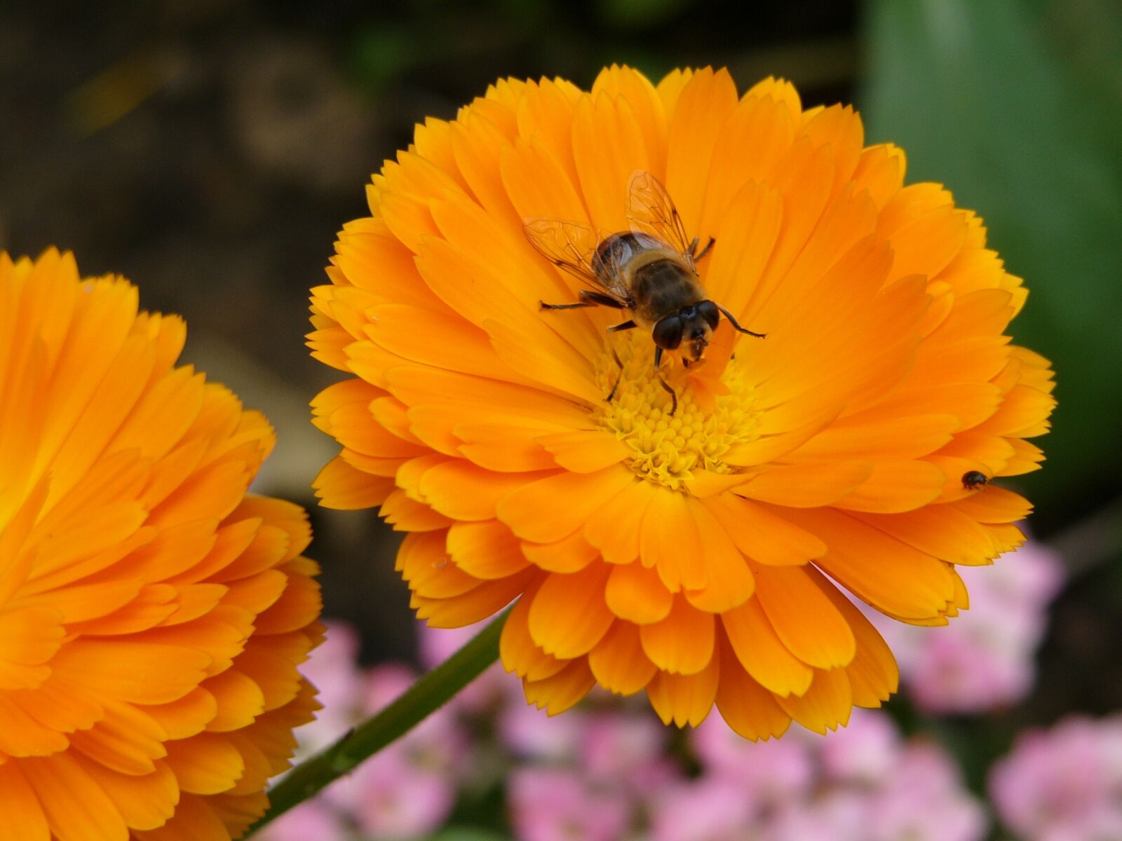 Panasonic DMC-FZ10 sample photo. Flower, bee, orange photography