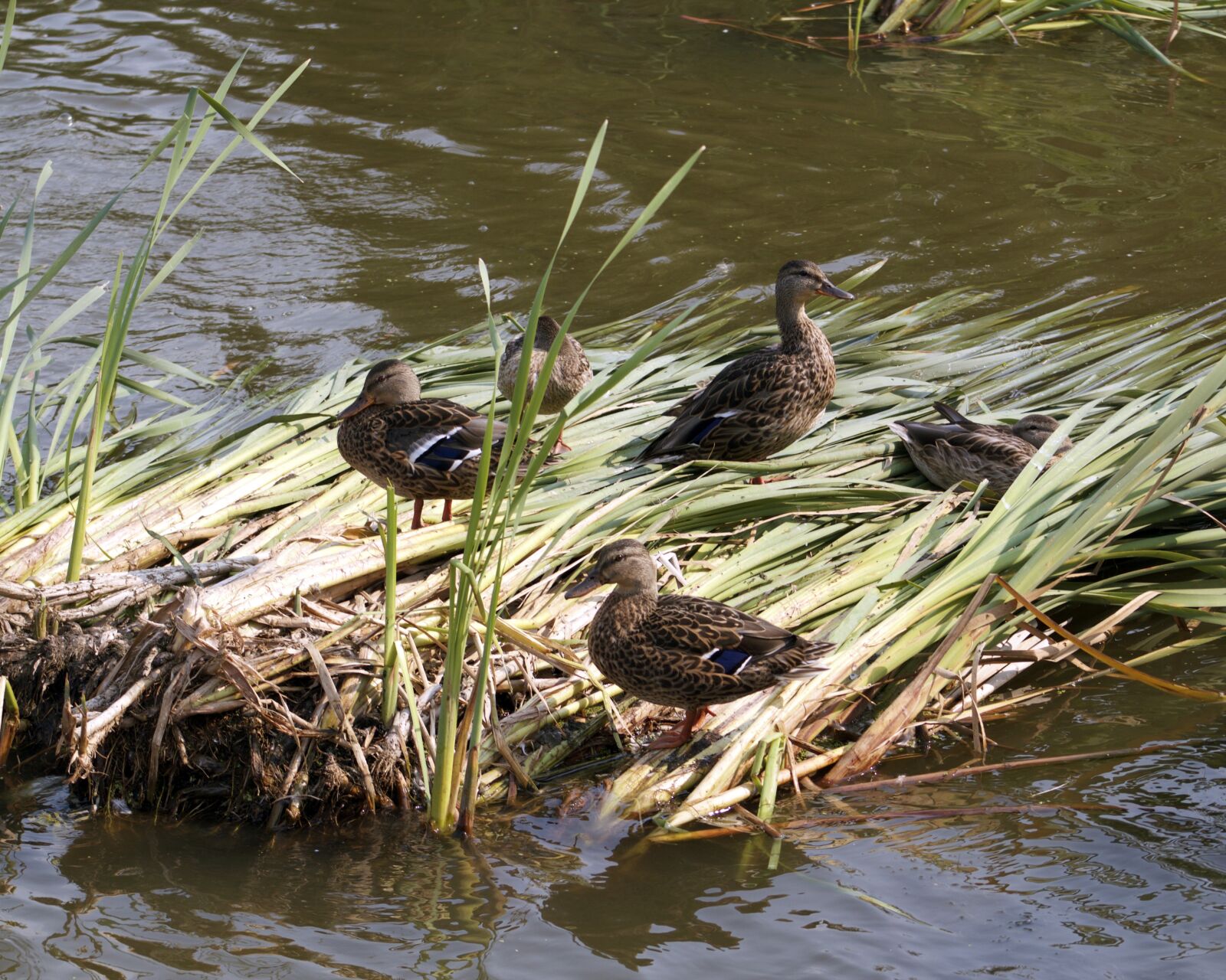 Canon EOS 550D (EOS Rebel T2i / EOS Kiss X4) sample photo. Ducks, reeds, lake photography