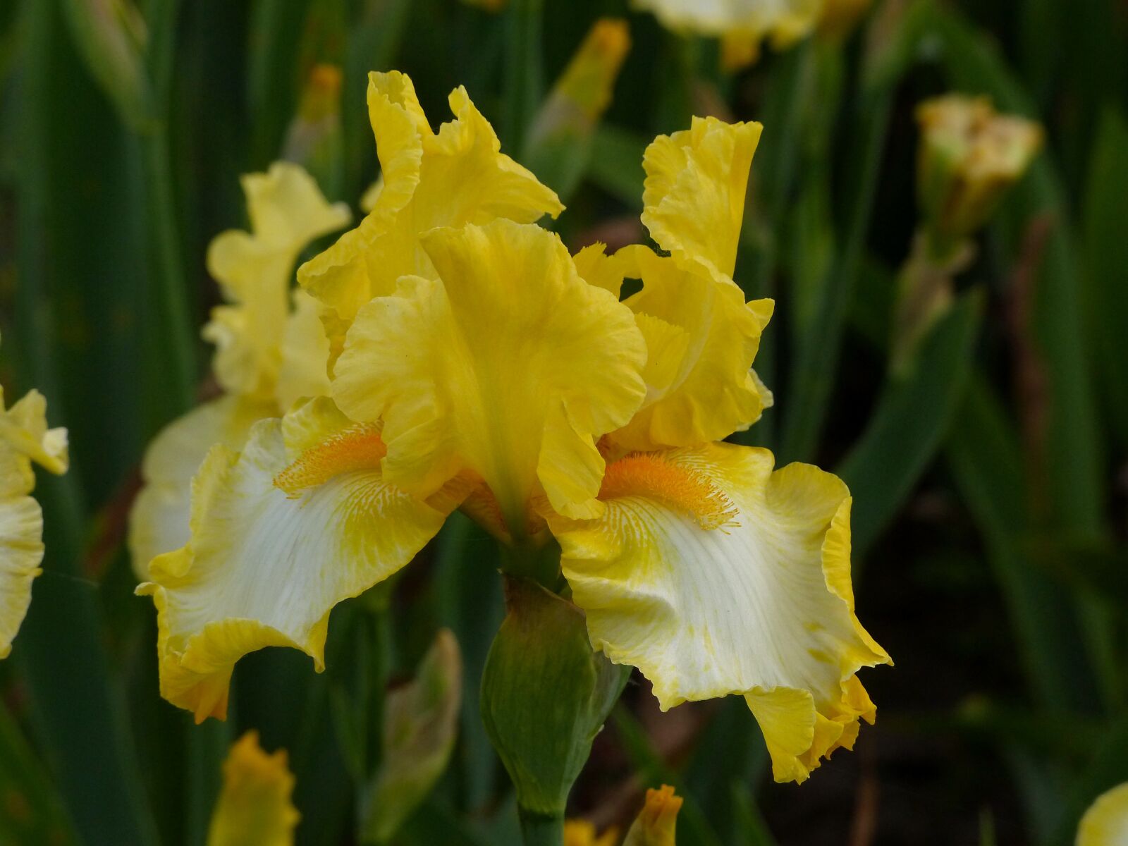 Panasonic Lumix DMC-FZ200 sample photo. Iris, flower, bloom photography