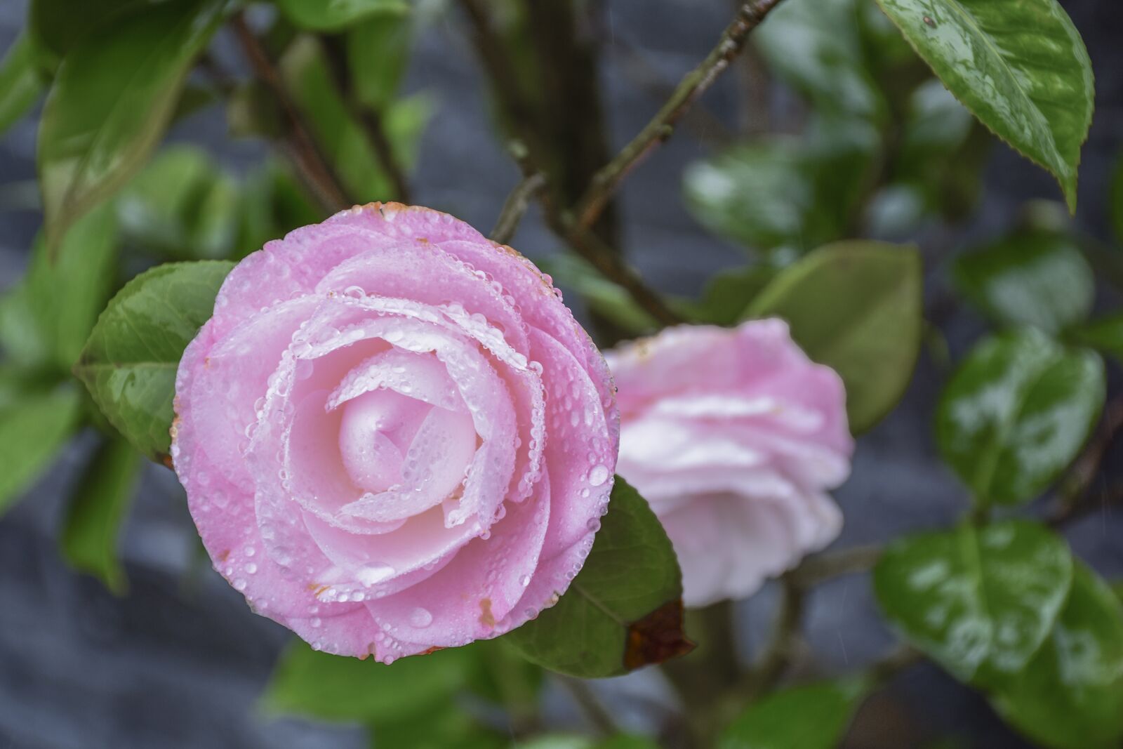 Nikon D7200 sample photo. Flower, camellia, petals photography