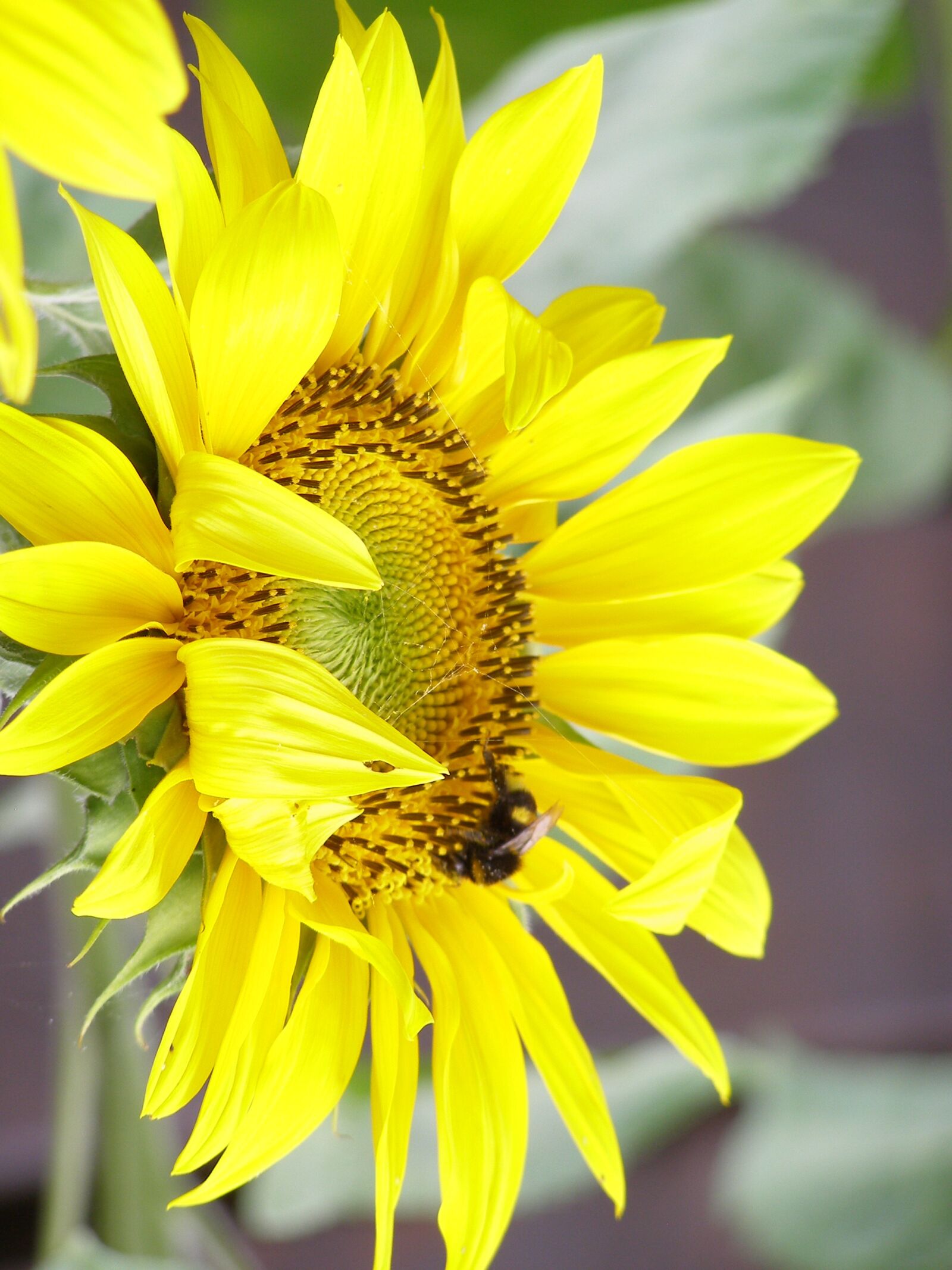 Olympus SP500UZ sample photo. Sunflower, yellow, summer photography