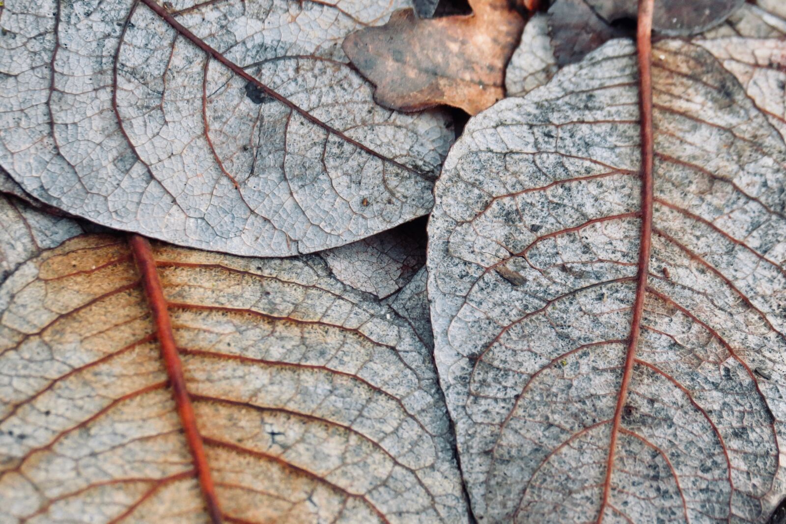 Canon PowerShot SX40 HS sample photo. Leaves, winter, snow photography