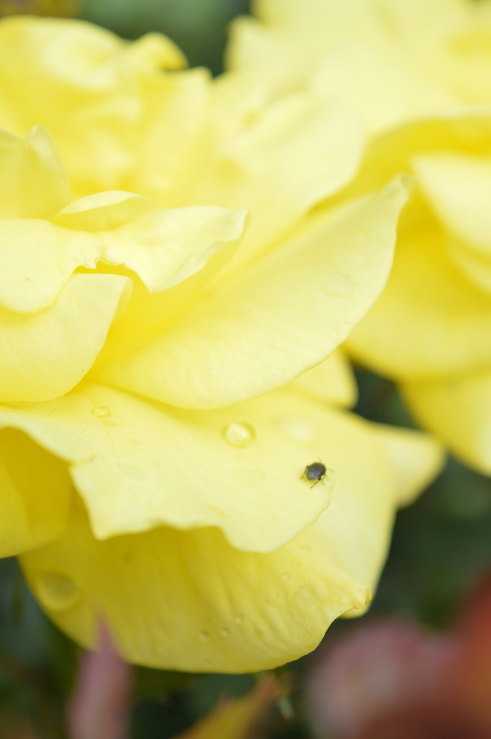 Nikon D3200 sample photo. Rose, flower, romantic photography