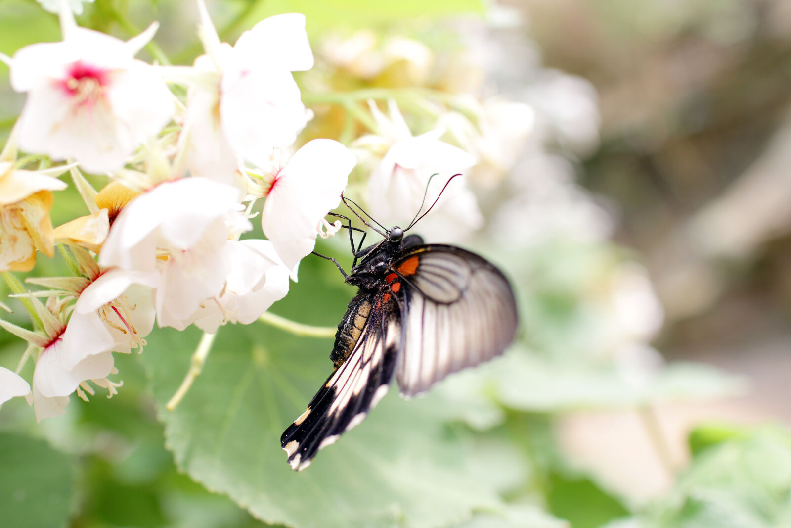 Canon EOS 70D + Sigma 30mm F1.4 EX DC HSM sample photo. Animal, butterfly, desktop, backgrounds photography