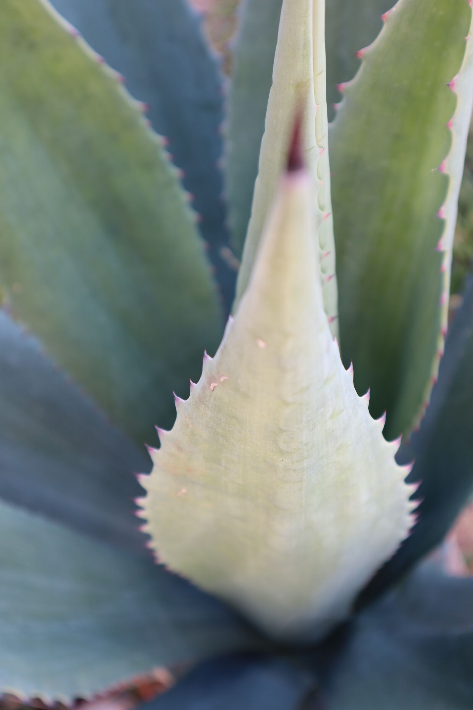 Canon EOS M50 (EOS Kiss M) sample photo. Plant, cactus, green photography