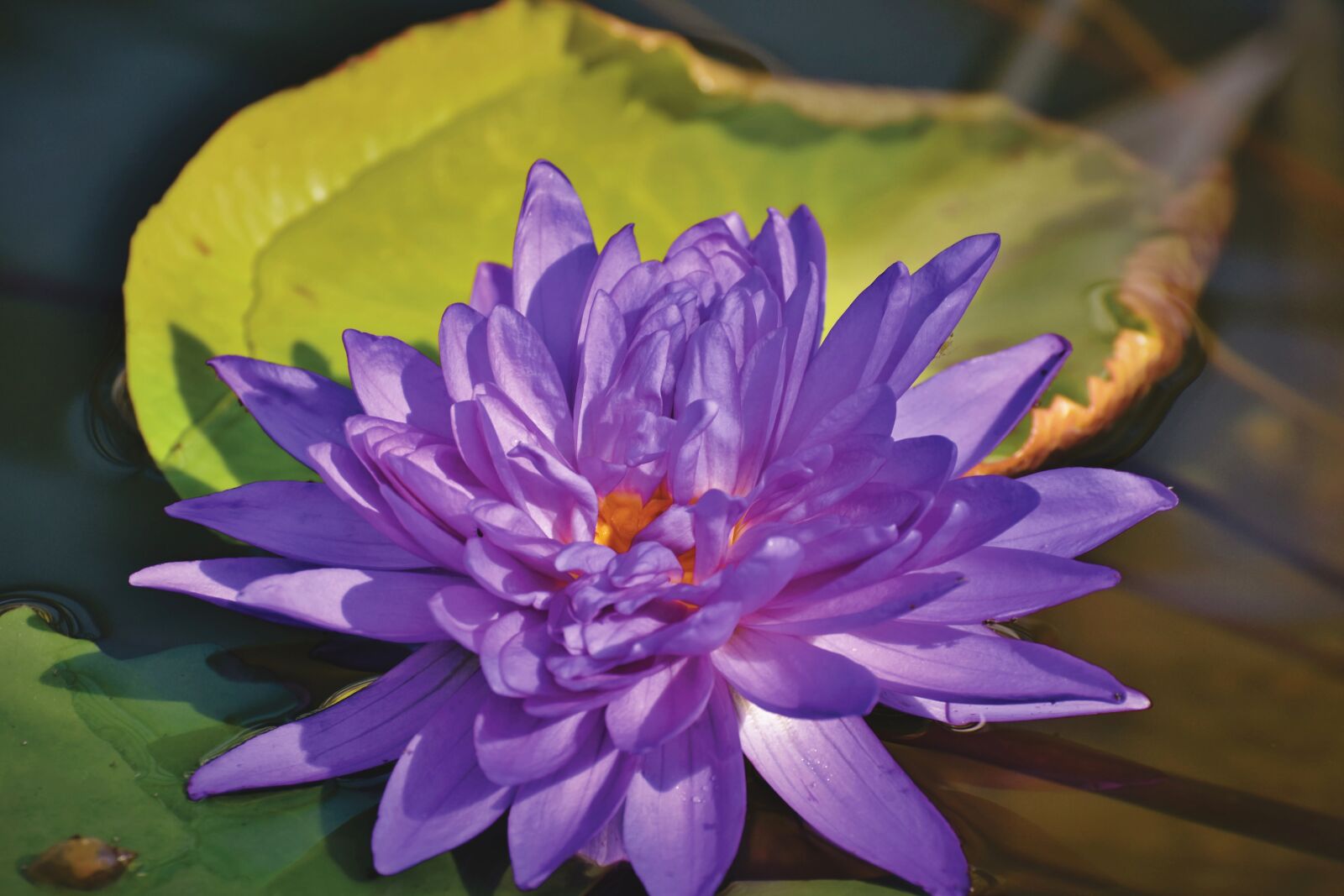 Nikon D7200 sample photo. Water lily, pond, lake photography