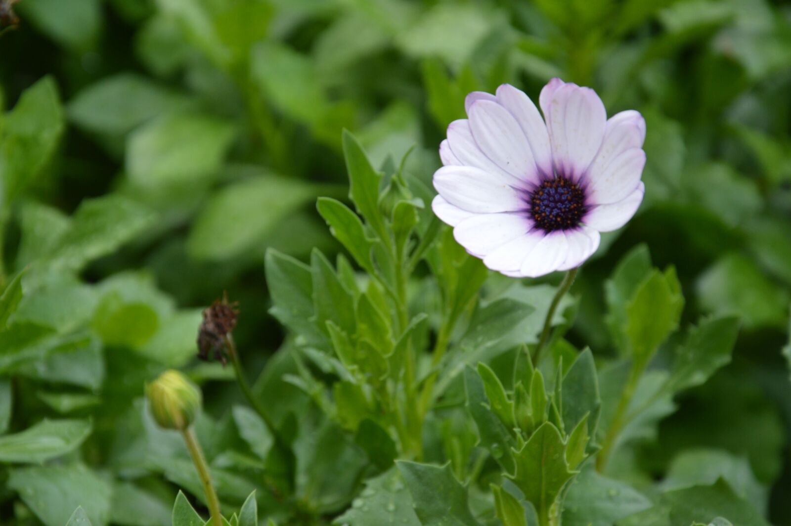 Nikon D3200 sample photo. Flower, leaves, bud photography