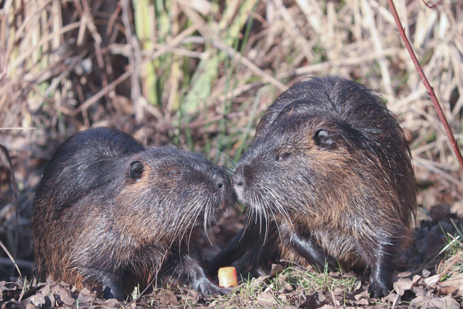 Canon EOS 200D (EOS Rebel SL2 / EOS Kiss X9) sample photo. Nutria, pair, kiss photography