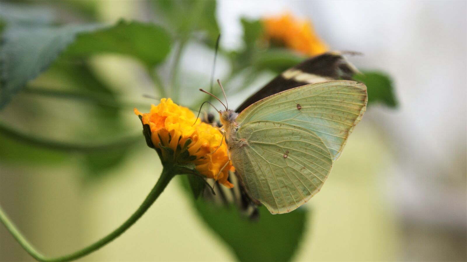 Sony Alpha DSLR-A350 sample photo. Butterfly-white, flower, wings photography
