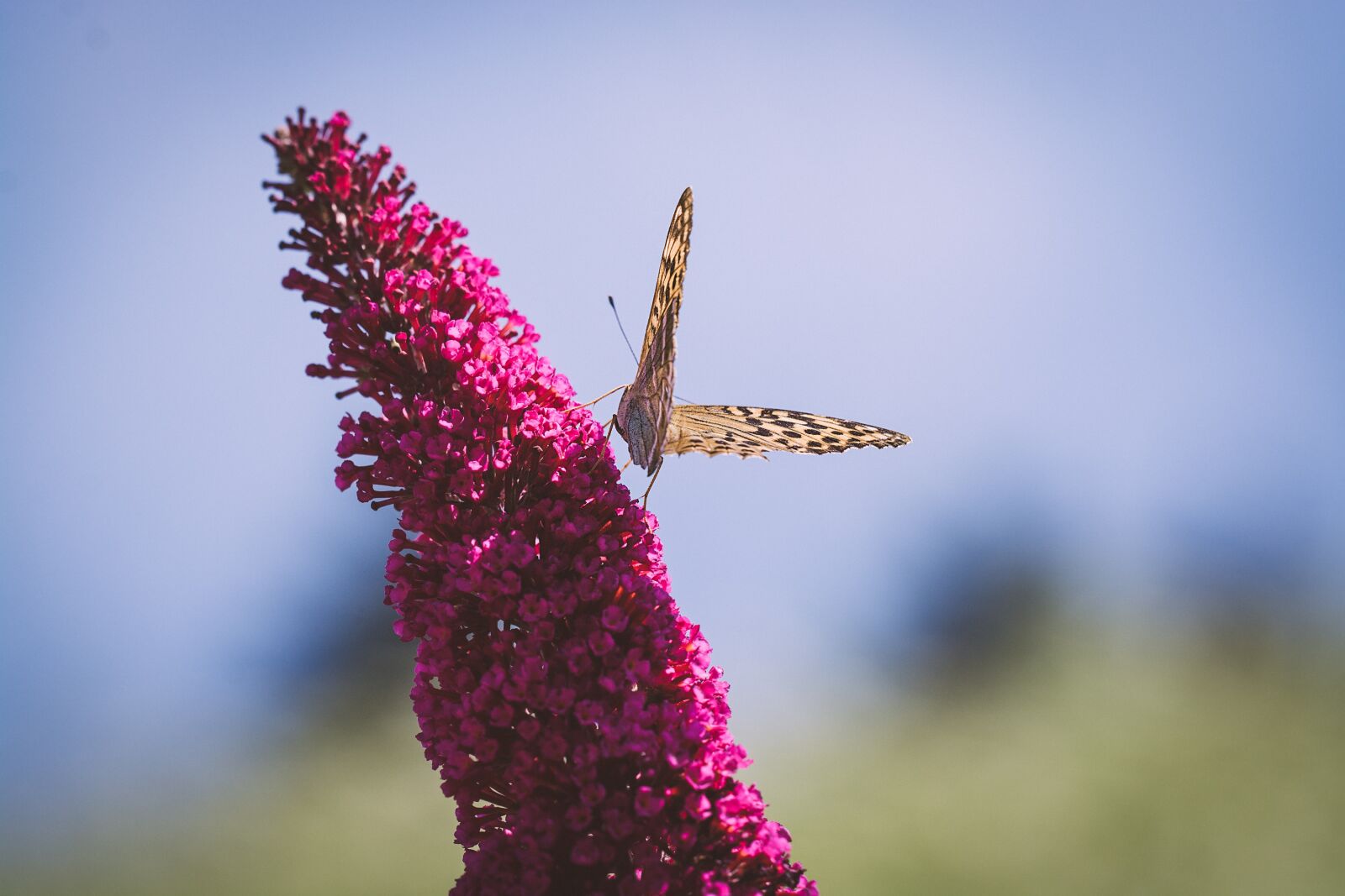 Nikon D7100 sample photo. Butterfly, edelfalter, flight insect photography
