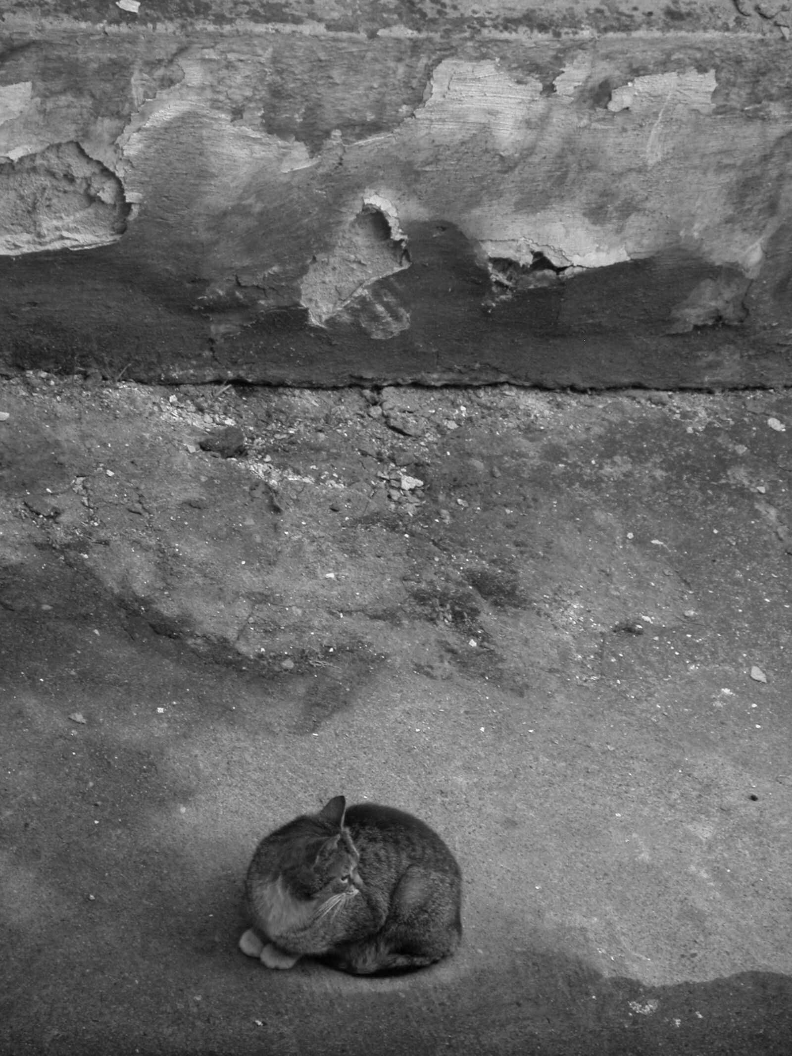 Nikon E5700 sample photo. Cat, old, animal photography