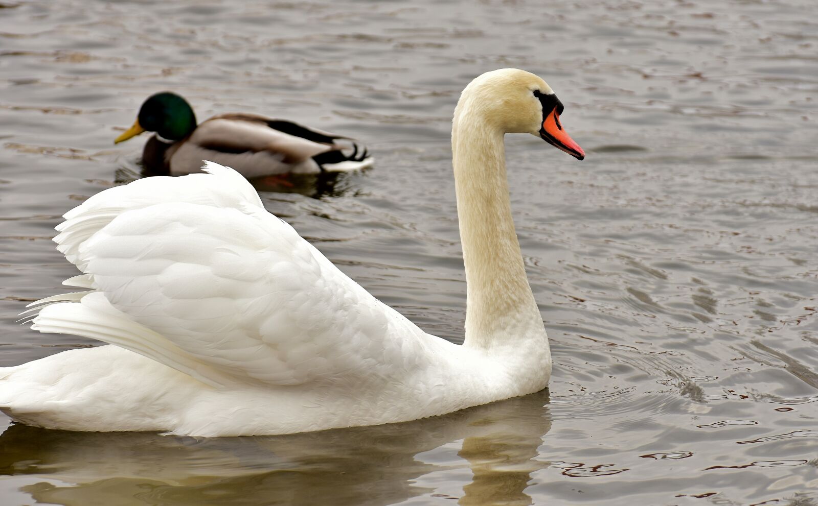 Nikon D7200 sample photo. Swan, duck, pride photography