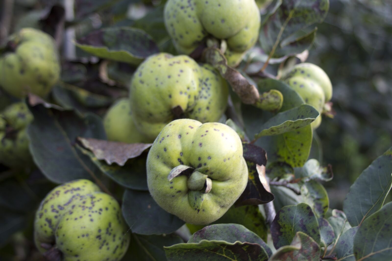 Canon EOS 600D (Rebel EOS T3i / EOS Kiss X5) sample photo. Quince, plant, kernobstgewaechs photography