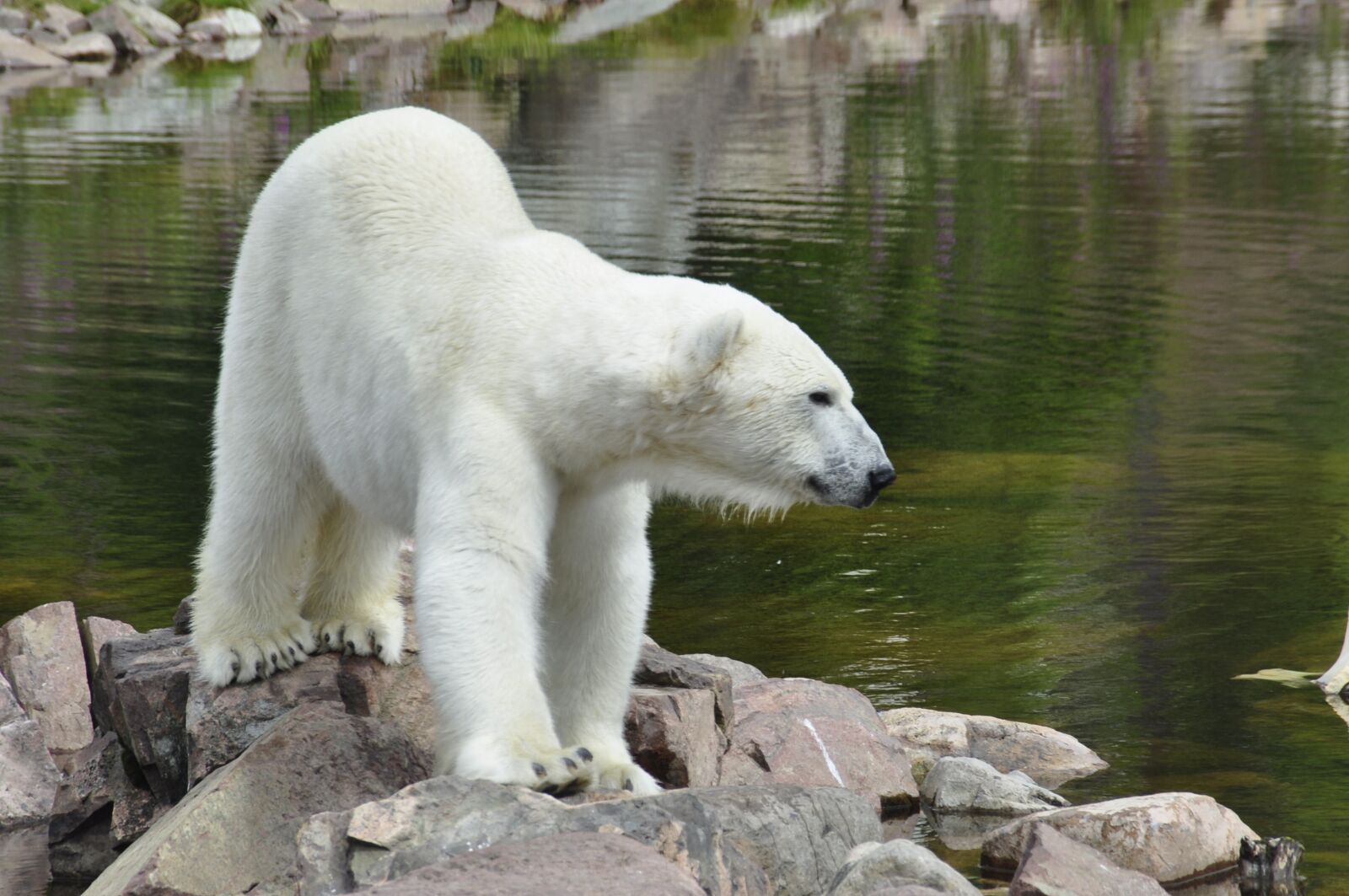 Nikon D5000 sample photo. Polar bear, nature, animal photography