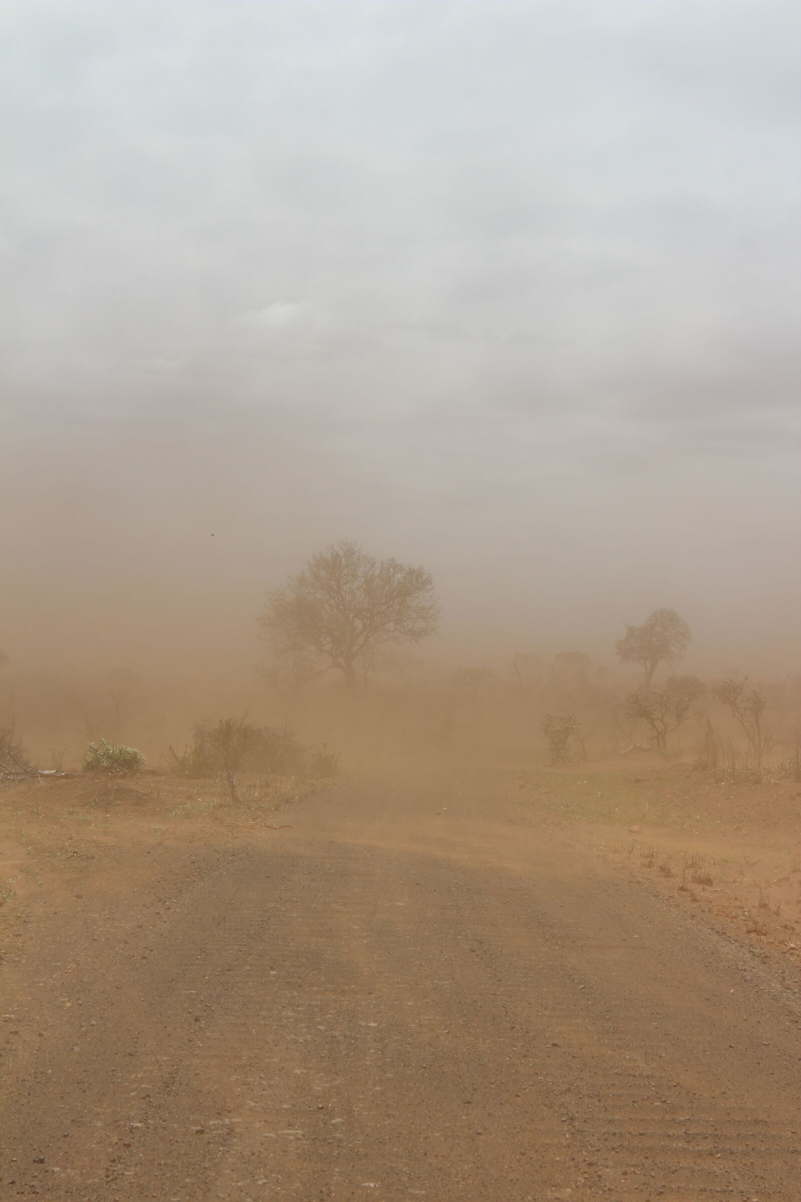 Canon EOS 600D (Rebel EOS T3i / EOS Kiss X5) sample photo. Dust, tree, sand photography