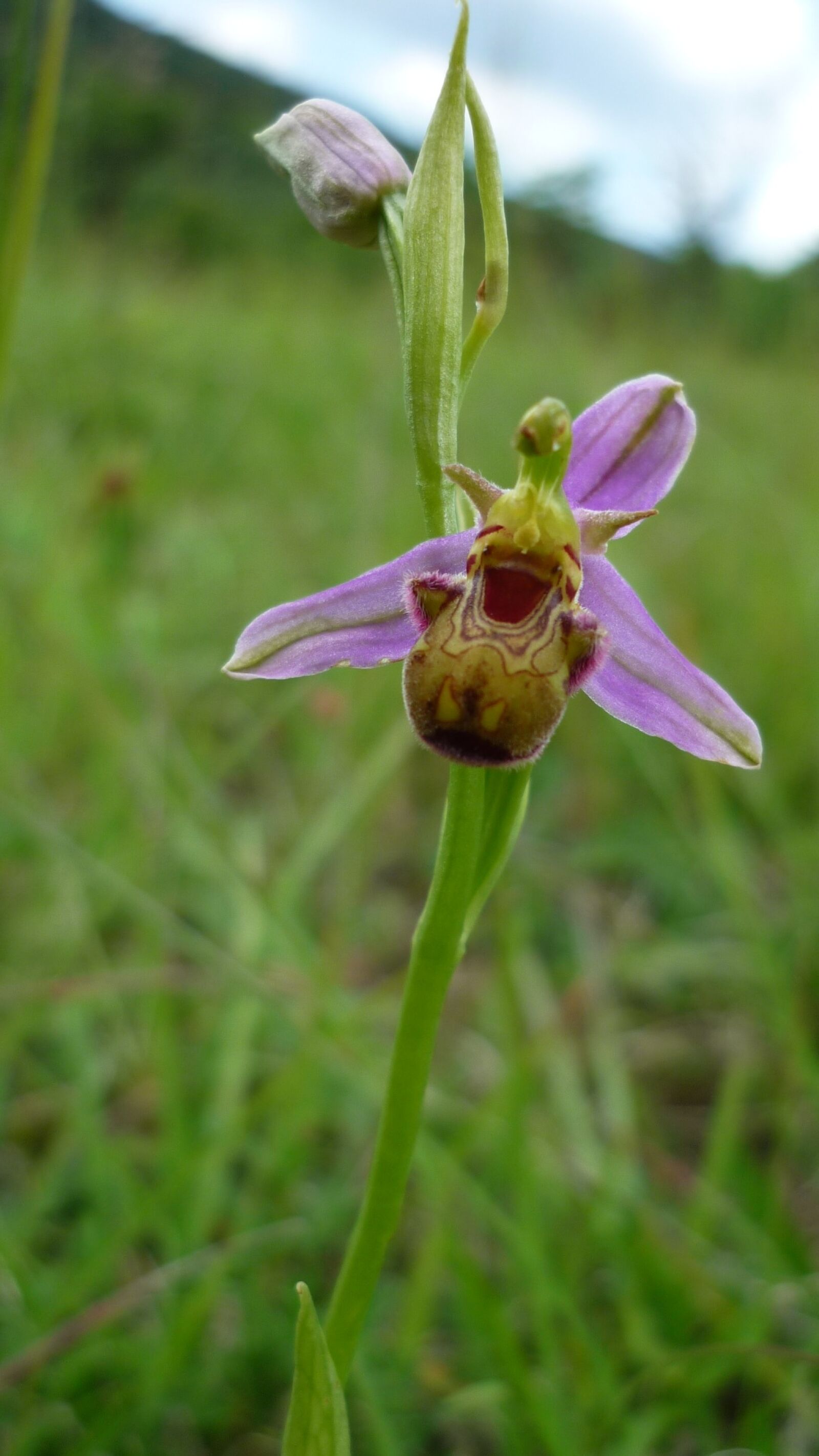 Panasonic Lumix DMC-FS6 sample photo. Bee orchid, marmorata, german photography
