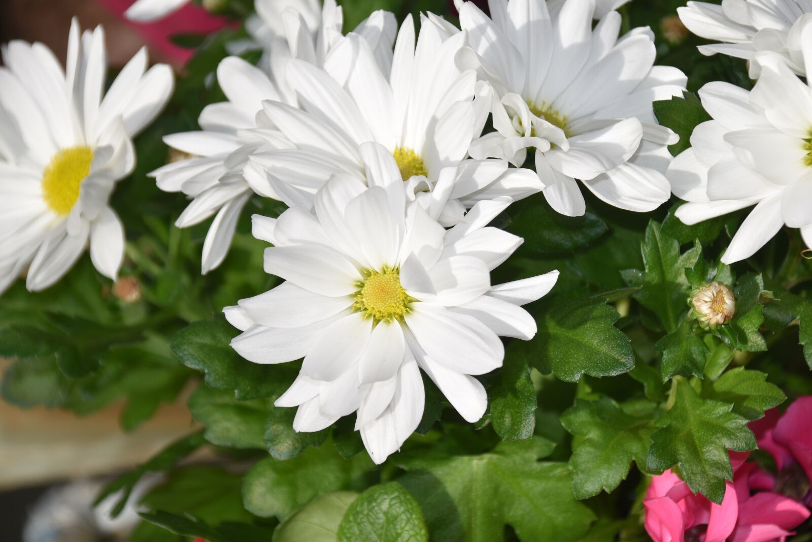 Nikon D5600 sample photo. Flower, pink flower, plant photography