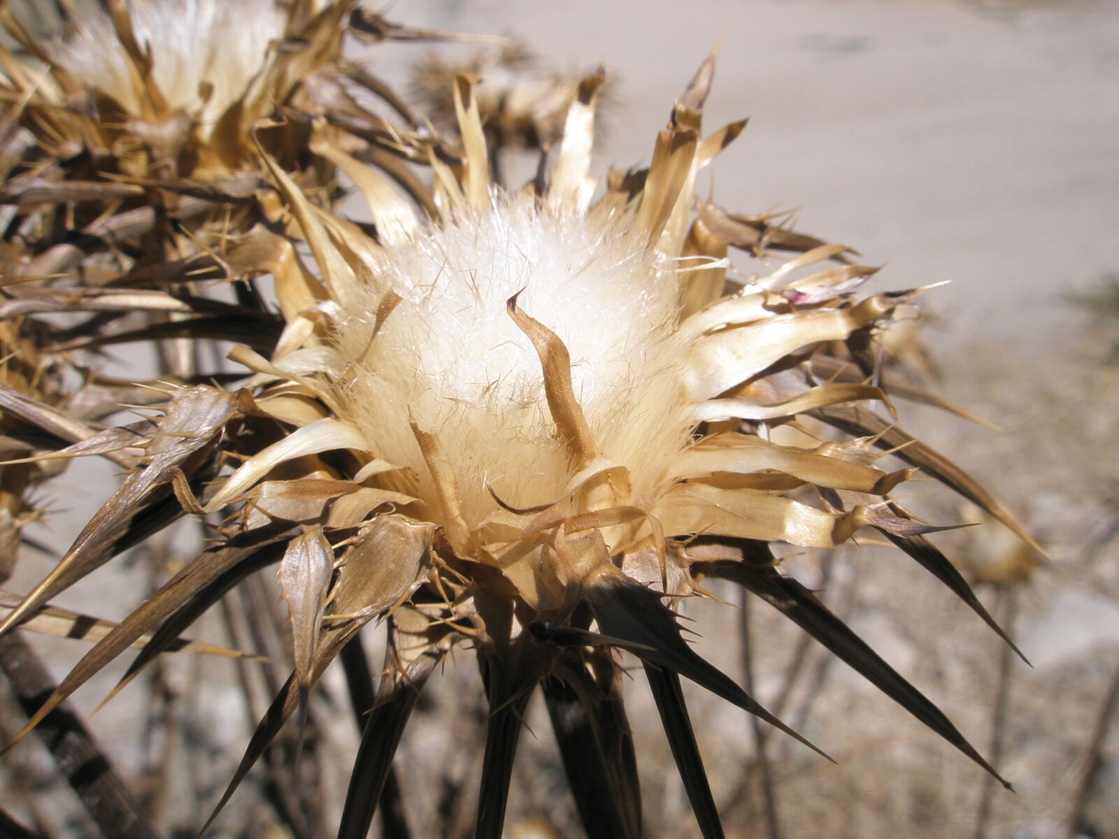 Olympus u820,S820 sample photo. Thistle, flowers, globe thistle photography