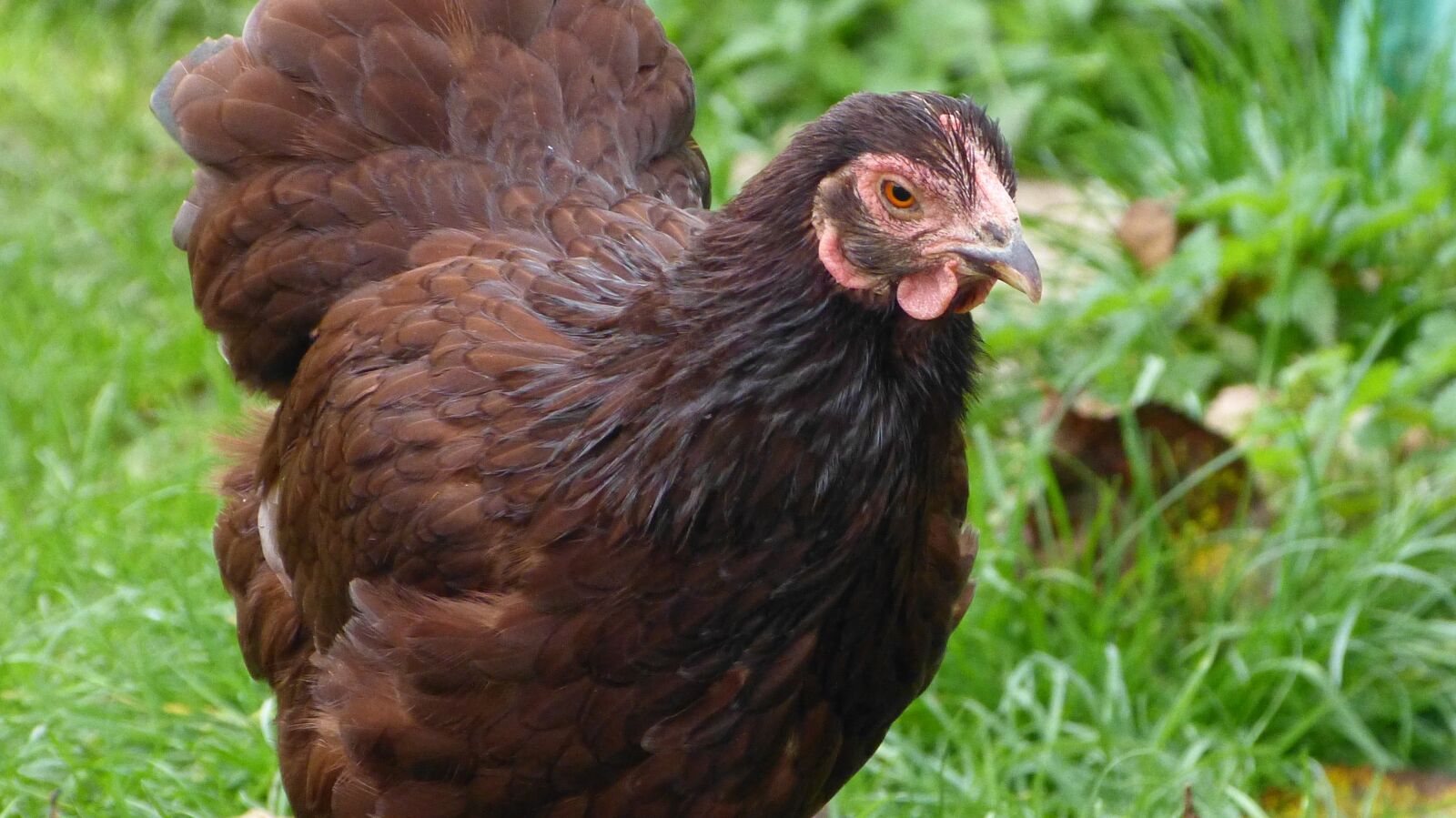 Panasonic Lumix DMC-FZ150 sample photo. Dwarf wyandotte, red, hen photography