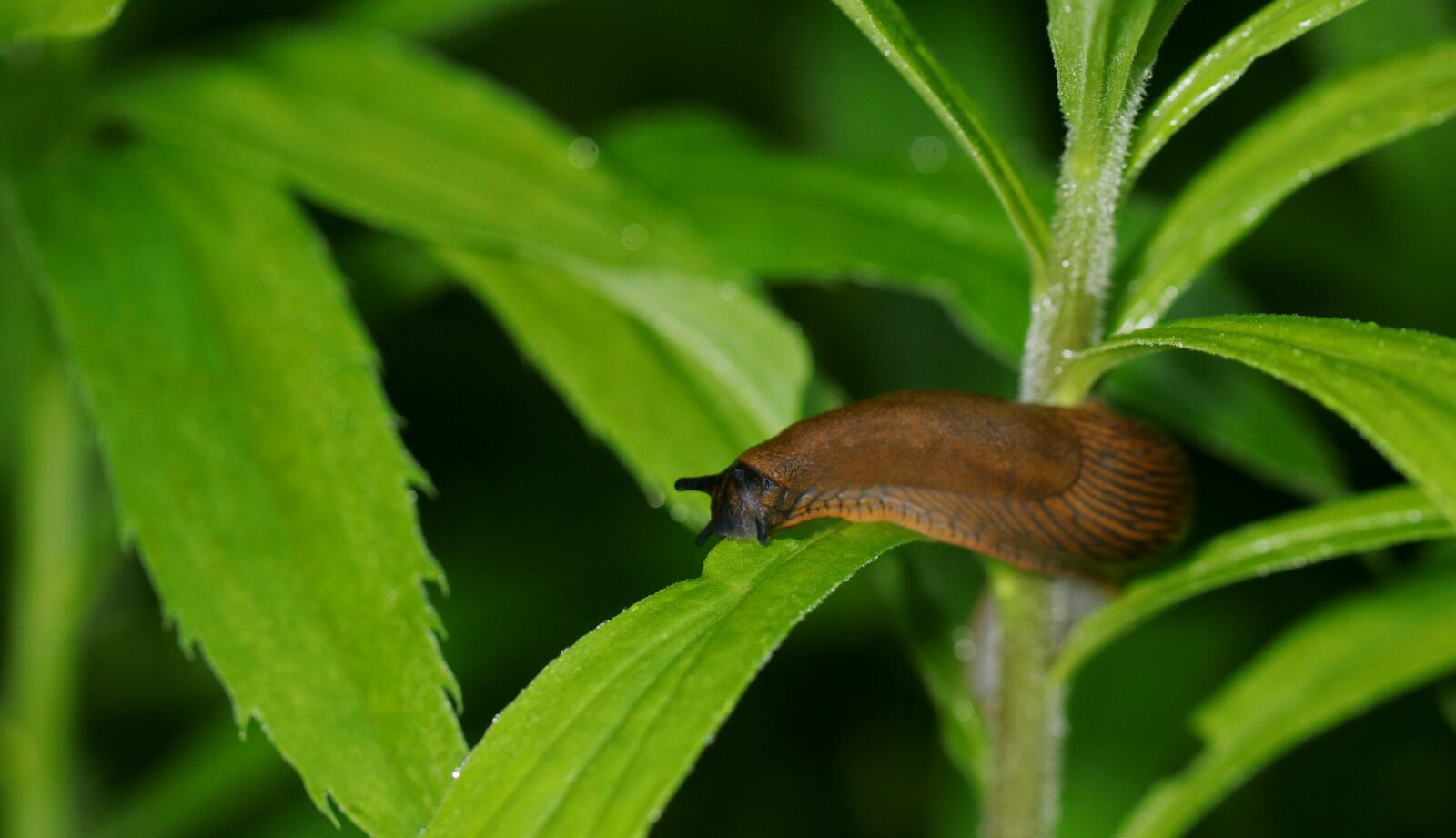 Canon EOS 80D sample photo. Snail, forest, invertebrates photography