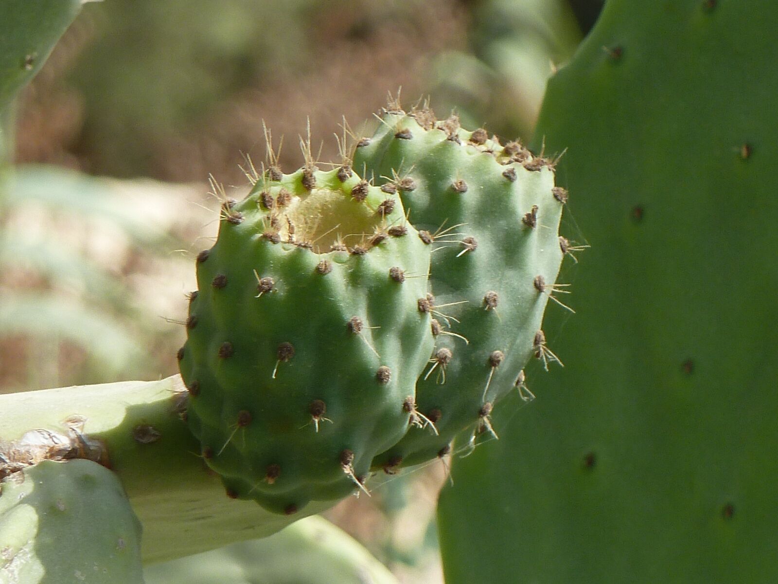 Panasonic Lumix DMC-ZS5 (Lumix DMC-TZ8) sample photo. Prickly pear, cactus, malta photography