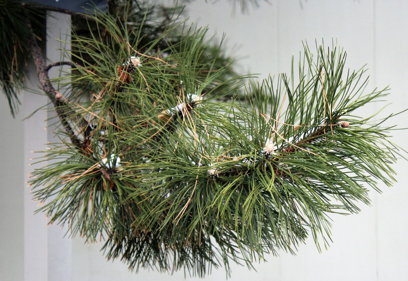Canon EOS 1300D (EOS Rebel T6 / EOS Kiss X80) sample photo. Pine tree, pine branch photography