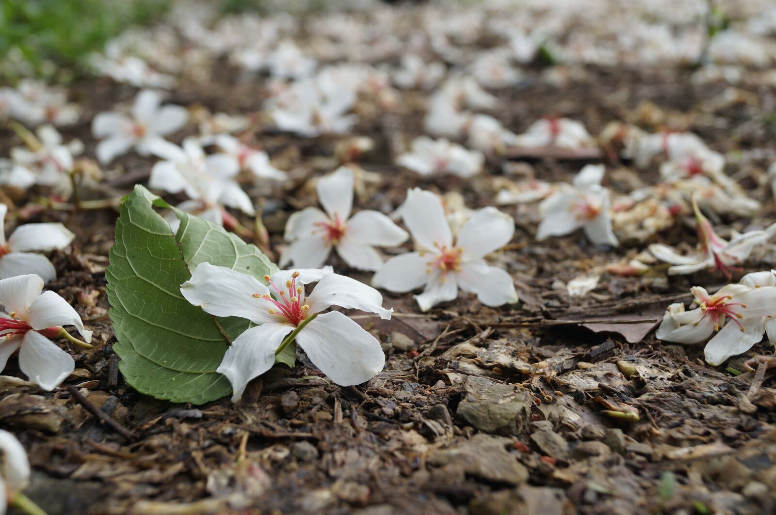 Sony SLT-A57 sample photo. Tung flowers, flower, tung photography