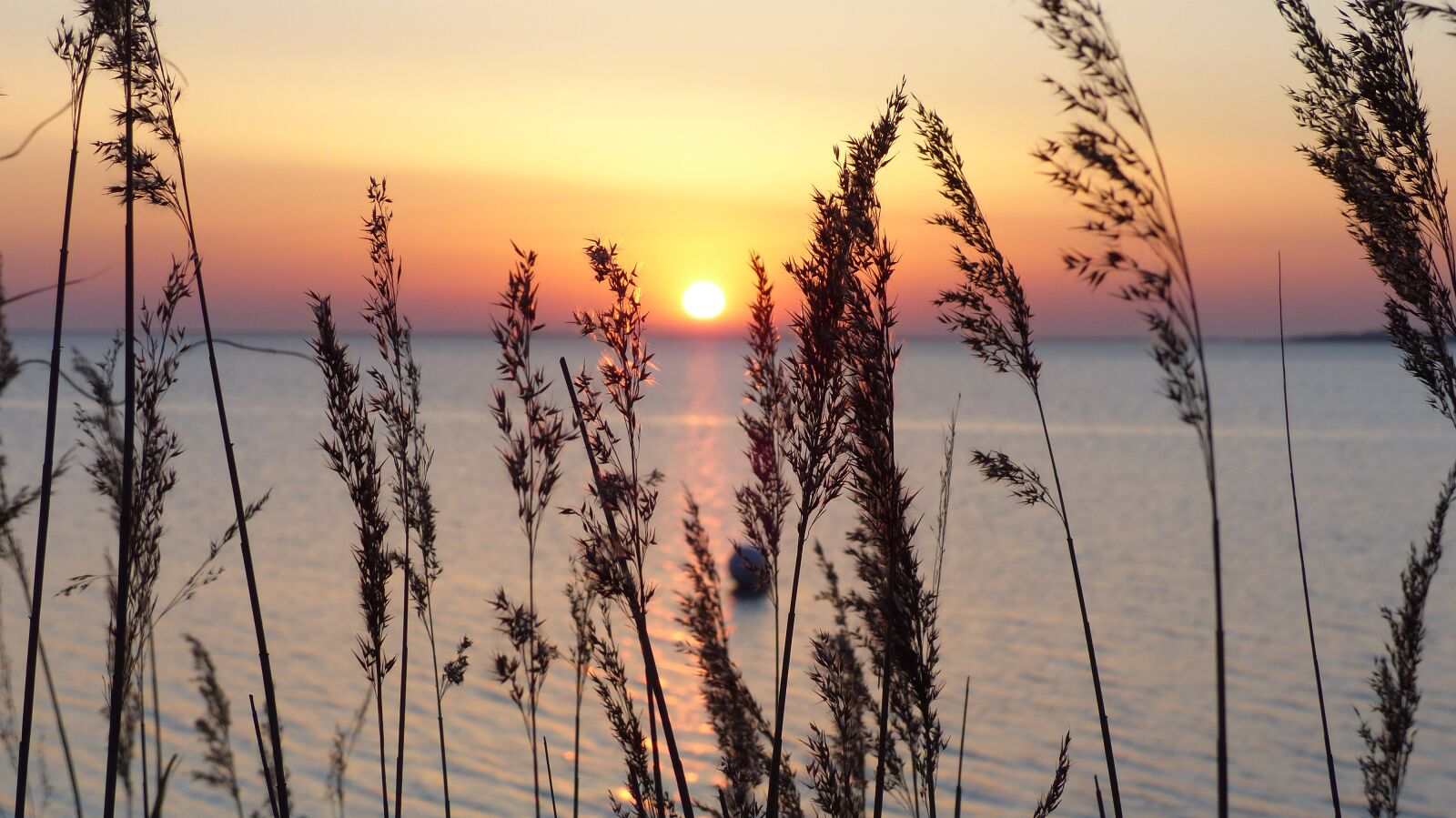 Panasonic Lumix DMC-FZ200 sample photo. Baltic sea, sea, sun photography